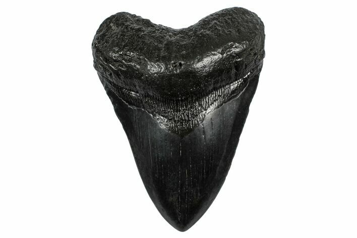 Fossil Megalodon Tooth - South Carolina #340186